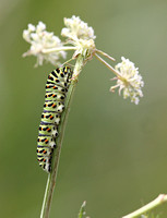 Swallowtail Larva Norfolk IMG_7069
