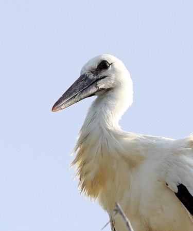 White Stork France IMG_3786