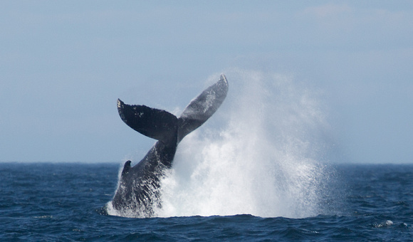 Humpback Whale off Grand Manan Island New Brunswick Canada_Z5A1727
