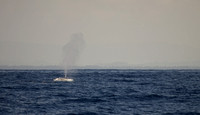 Blue Whale Sri Lanka_MG_1119