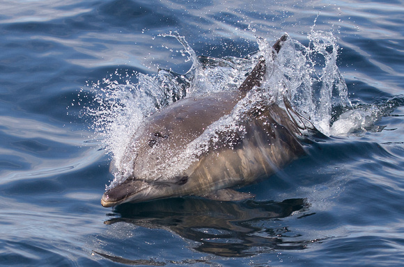 Common Dolphin Scotland_Z5A7219