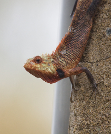 Garden Lizard Sri Lanka_MG_0948