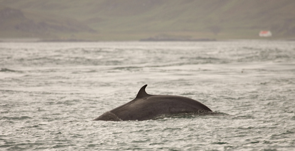 Minke Whale Scotland _MG_1564