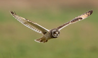 2022 02 08 Short eared Owl St Benets Abbey Norfolk_Z5A4263