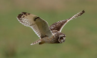 2022 02 08 Short eared Owl St Benets Abbey Norfolk_Z5A4270