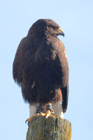 2025 03 03 Harris Hawk Holkham Norfolk_81A9478