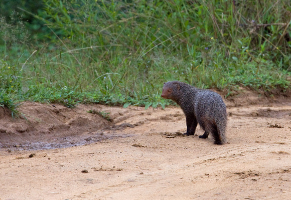 Brown Mongoose Sri Lanka_MG_2735