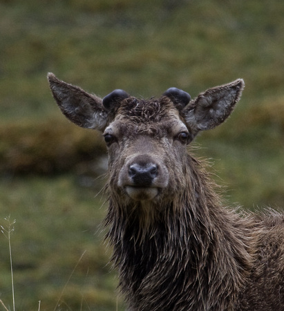 Red Deer Scotland