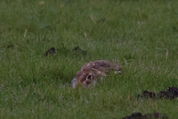 2025 12 04 Hare Strumpshaw Fen Norfolk_81A4344