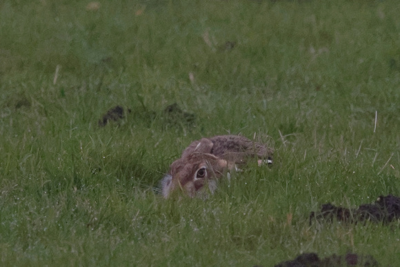 2024 12 04 Hare Strumpshaw Fen Norfolk_81A4344