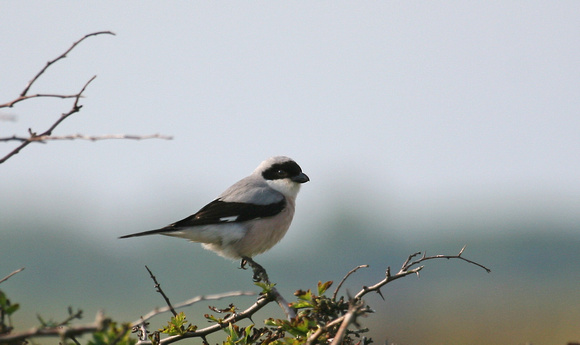 Lesser Grey Shrike Northumberland IMG_5218