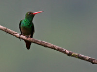 Rufous-Tailed Hummingbird Ecuador IMG_2691a