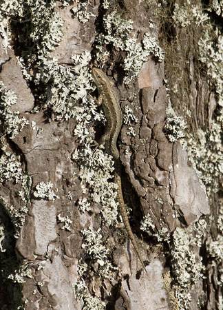 Common Lizard Scotland_MG_4115