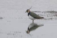 2025 12 04 Lapwing Buckenham Norfolk_81A4113