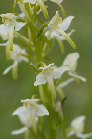 2022 06 01 Greater Butterfly Orchid Parkgate Down Kent_Z5A2985