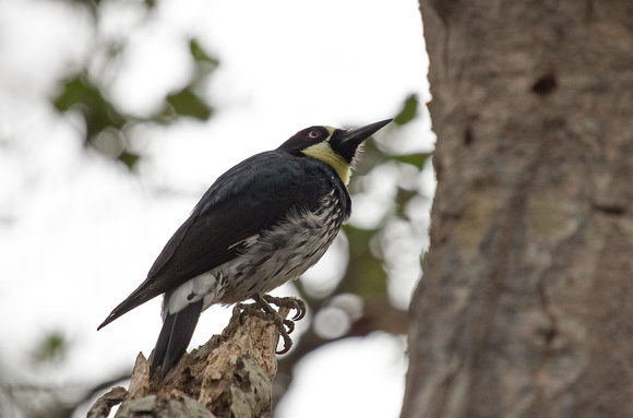 Acorn Woodpecker California_Z5A7070