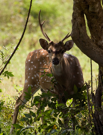 Spotted Deer Sri Lanka_MG_1928