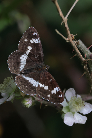 2024 07 17 White Admiral Stonepit Heath Holt Norfolk_81A5450