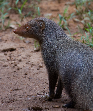 Brown Mongoose Sri Lanka_MG_2752