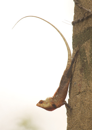 Garden Lizard Sri Lanka_MG_0942