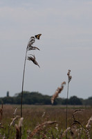 2025 06 21 Swallowtail Hickling NWT Norfolk_81A1172