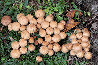 2024 11 10 Clustered Brittlestone Felbrigg Hall Park Felbrigg Norfolk_81A2110