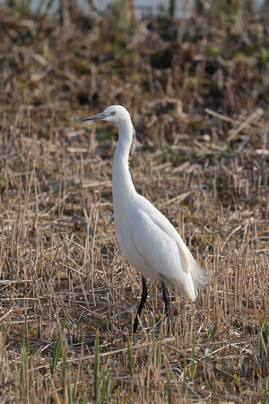 2025 03 23 Little Egret Minsmere Suffolk_81A3230