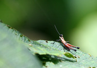 Leafhopper sp. Ecuador IMG_3367