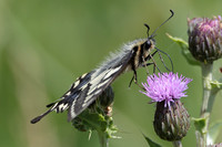 2025 06 21 Swallowtail Hickling NWT Norfolk_81A0869