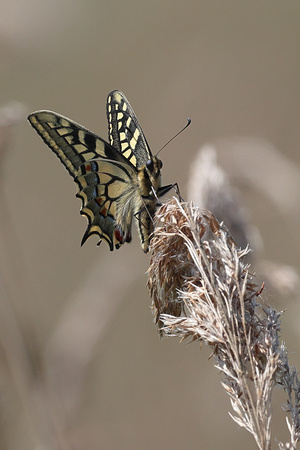 2025 06 21 Swallowtail Hickling NWT Norfolk_81A1266