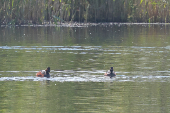 2025 05 20 Black necked Grebe St Aidens Flood Yorkshire_81A3114