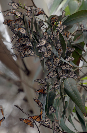 Monarch Butterfly California_Z5A3393