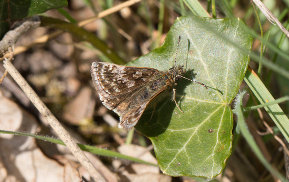 2022 05 08 Dingy Skipper Narborough Disused Railway Line Norfolk_Z5A0894