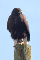 2025 03 03 Harris Hawk Holkham Norfolk_81A9460