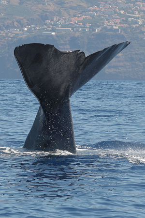2024 07 10 Sperm Whale out of Calheta Madeira_81A2893
