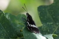 2025 06 21 White Admiral Hickling NWT Norfolk_81A1148