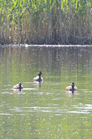 2025 05 20 Black necked Grebe St Aidens Flood Yorkshire_81A3699