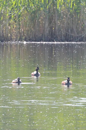 2025 05 20 Black necked Grebe St Aidens Flood Yorkshire_81A3699