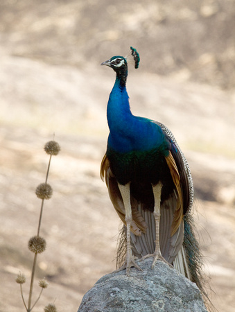 Peacock Sri Lanka_MG_1778