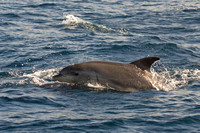Bottlenose Dolphin Azores_MG_1401
