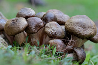 2024 11 10 Honey Fungus sp Felbrigg Hall Park Felbrigg Norfolk_81A2122