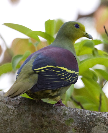 Pompadour Green Pigeon Sri Lanka_MG_3299