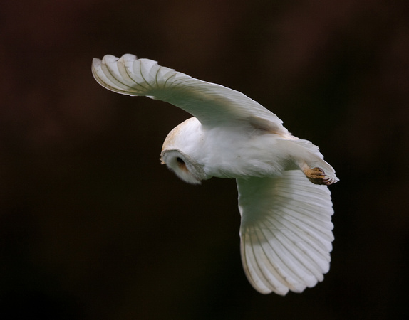 Barn Owl Norfolk