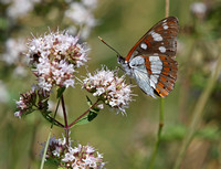 Southern White Admiral France IMG_2673