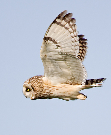Short eared Owl Norfolk_MG_6011b