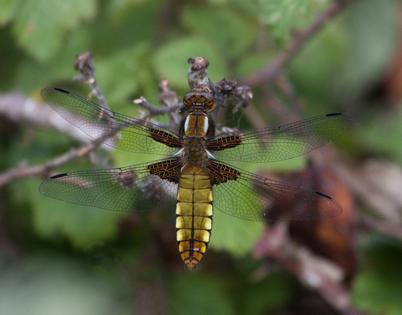 Broad bodied Chaser Norfolk_MG_7978