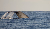 Blue Whale Sri Lanka_MG_1096