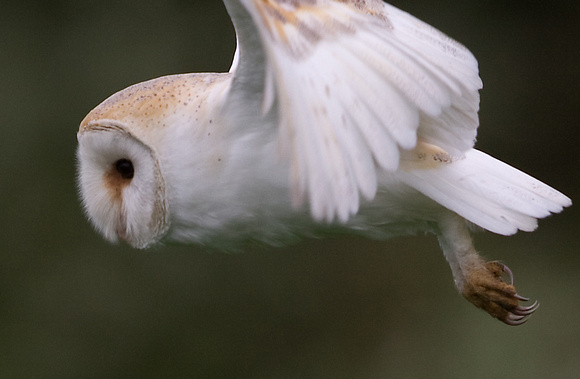 Barn Owl Norfolk_MG_1