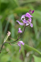 2025 06 20 Red Helleborine Buckinghamshire_81A0094