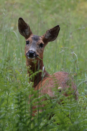 2024 06 05 Roe Deer Arnside Knott Cumbria_81A8892
